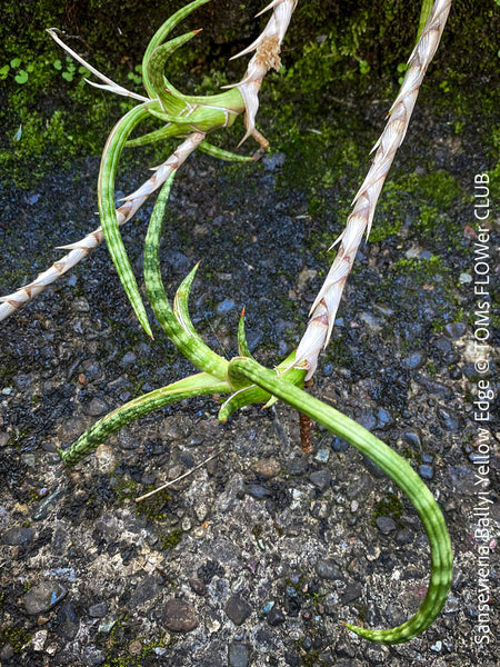 Sansevieria Ballyi Yellow Edge, organically grown succulent plants for sale at TOMs FLOWer CLUB.