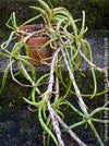 Sansevieria Ballyi Yellow Edge, organically grown succulent plants for sale at TOMs FLOWer CLUB.