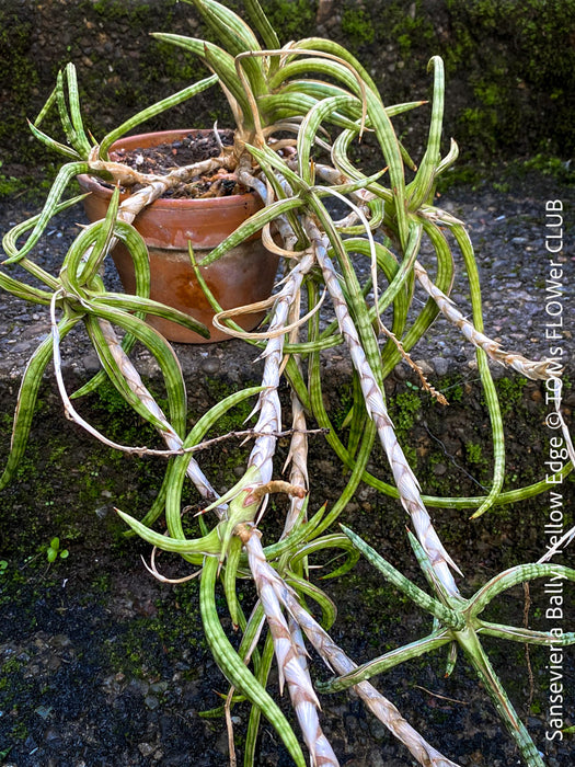 Sansevieria Ballyi Yellow Edge, organically grown succulent plants for sale at TOMs FLOWer CLUB.