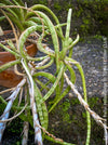 Sansevieria Ballyi Yellow Edge, organically grown succulent plants for sale at TOMs FLOWer CLUB.