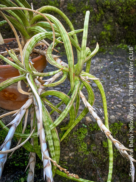 Sansevieria Ballyi Yellow Edge, organically grown succulent plants for sale at TOMs FLOWer CLUB.