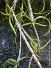 Sansevieria Ballyi Yellow Edge, organically grown succulent plants for sale at TOMs FLOWer CLUB.