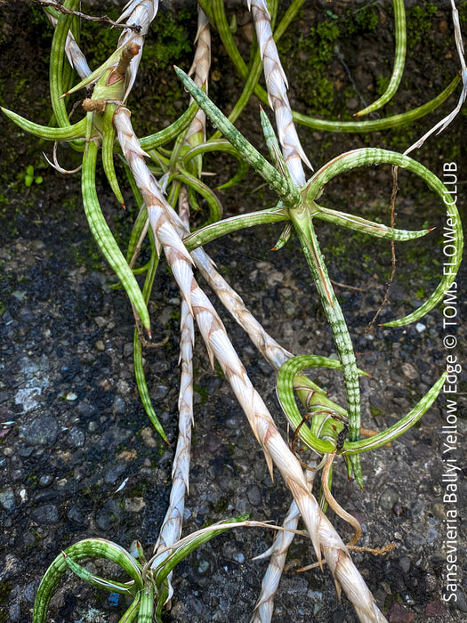 Sansevieria Ballyi Yellow Edge, organically grown succulent plants for sale at TOMs FLOWer CLUB.