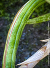 Sansevieria Ballyi Yellow Edge, organically grown succulent plants for sale at TOMs FLOWer CLUB.