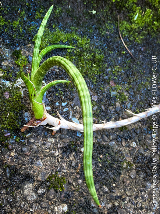 sansevieria yellow edges Sansevieria Ballyi Yellow Edge | organically grown succulent plants