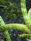 Sansevieria Ballyi Yellow Edge, organically grown succulent plants for sale at TOMs FLOWer CLUB.