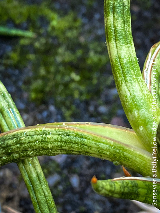 sansevieria yellow edges Sansevieria Ballyi Yellow Edge | organically grown succulent plants