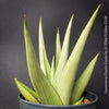 Sansevieria Chanin Crown, Hybrid form, Snake plant, Schwiegermutterzunge; svokryne jazyky, organically grown succulent plants for sale at TOMs FLOWer CLUB.