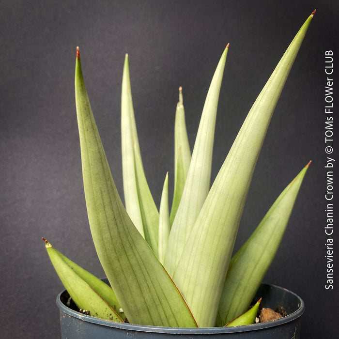 Sansevieria Chanin Crown, Hybrid form, Snake plant, Schwiegermutterzunge; svokryne jazyky, organically grown succulent plants for sale at TOMs FLOWer CLUB.