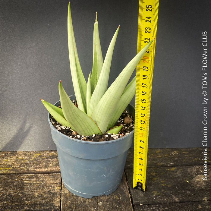 Sansevieria Chanin Crown, Hybrid form, Snake plant, Schwiegermutterzunge; svokryne jazyky, organically grown succulent plants for sale at TOMs FLOWer CLUB.