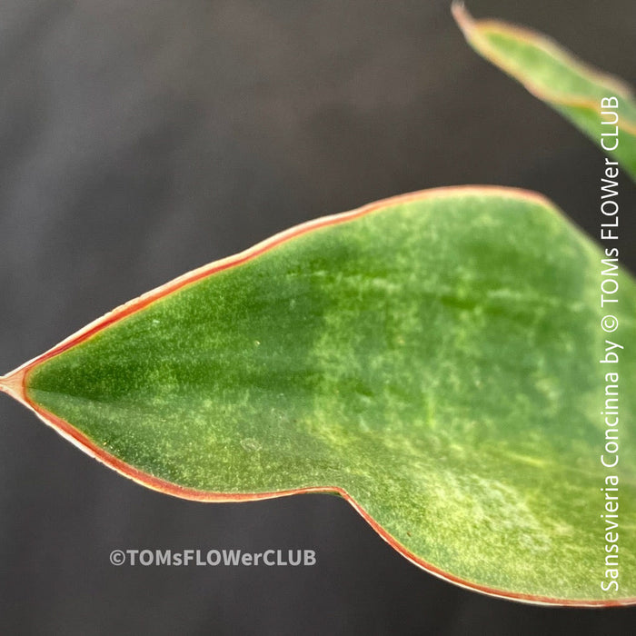 sansevieria concinna for sale Sansevieria Concinna