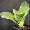 Sansevieria Concinna, organically grown succulent plants for sale at TOMs FLOWer CLUB.