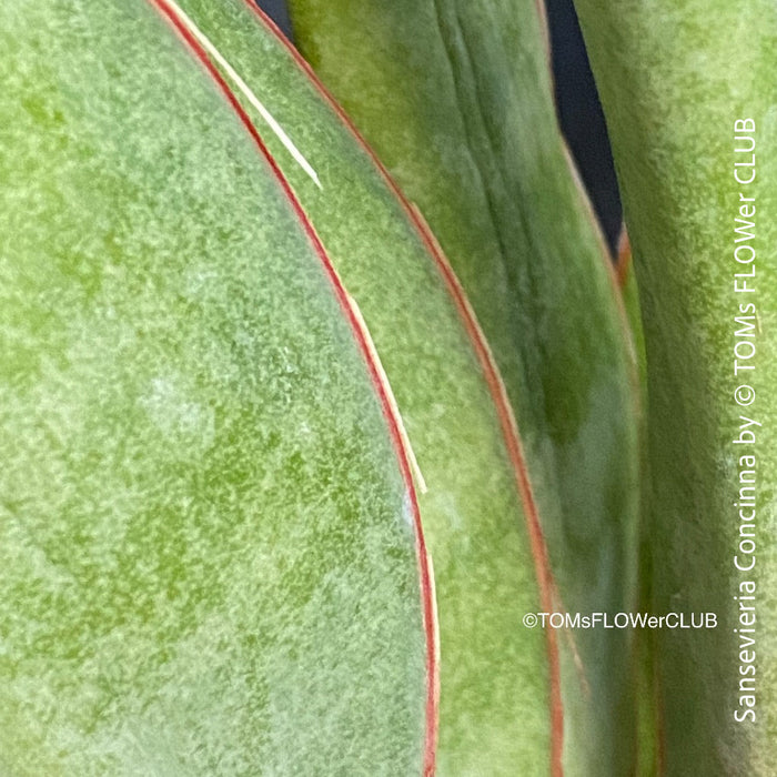 Sansevieria Concinna, organically grown succulent plants for sale at TOMs FLOWer CLUB.