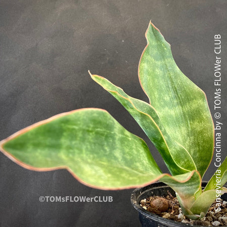 Sansevieria Concinna, organically grown succulent plants for sale at TOMs FLOWer CLUB.