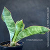 Sansevieria Concinna, organically grown succulent plants for sale at TOMs FLOWer CLUB.