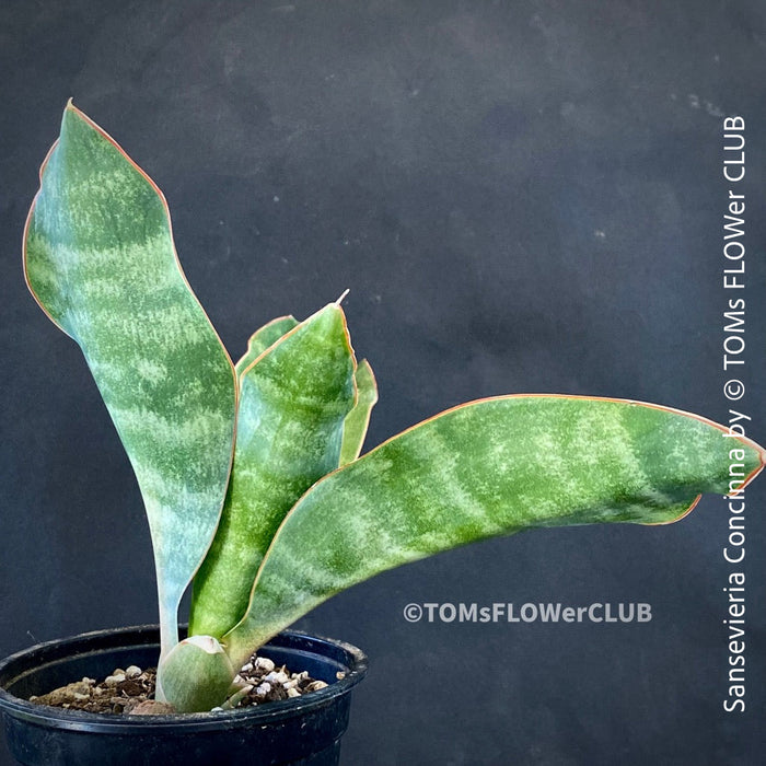 Sansevieria Concinna, organically grown succulent plants for sale at TOMs FLOWer CLUB.