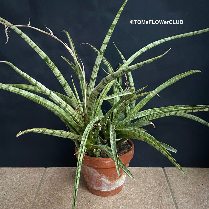 Sansevieria Crocodile Rock, organically grown sansevieria plants for sale at TOMs FLOWer CLUB.