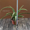 Sansevieria Crocodile Rock, organically grown sansevieria plants for sale at TOMs FLOWer CLUB.