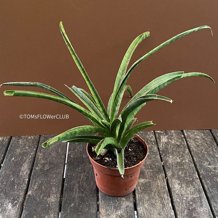 Sansevieria Crocodile Rock, organically grown sansevieria plants for sale at TOMs FLOWer CLUB.