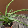 Sansevieria Crocodile Rock, organically grown sansevieria plants for sale at TOMs FLOWer CLUB.