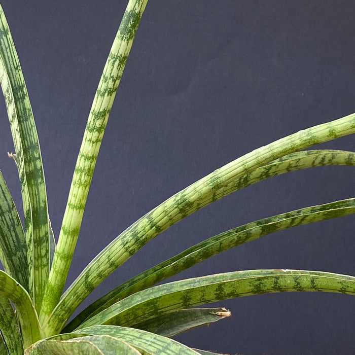 Sansevieria Crocodile Rock, organically grown sansevieria plants for sale at TOMs FLOWer CLUB.