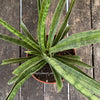 Sansevieria Crocodile Rock, organically grown sansevieria plants for sale at TOMs FLOWer CLUB.