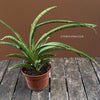 Sansevieria Crocodile Rock, organically grown sansevieria plants for sale at TOMs FLOWer CLUB.