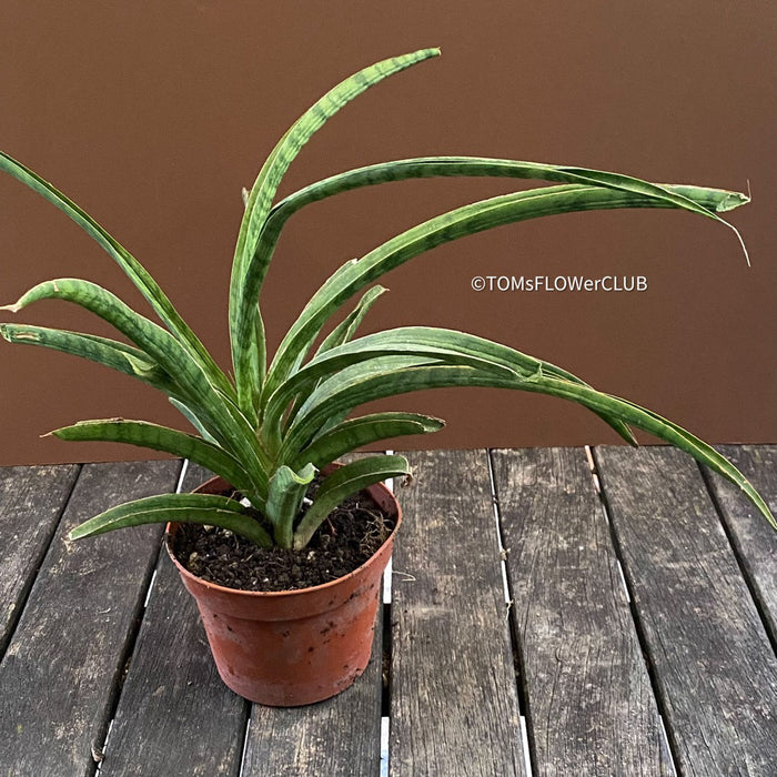 Sansevieria Crocodile Rock, organically grown sansevieria plants for sale at TOMs FLOWer CLUB.