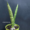 Sansevieria Crocodile Rock, organically grown sansevieria plants for sale at TOMs FLOWer CLUB.