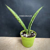 Sansevieria Crocodile Rock, organically grown sansevieria plants for sale at TOMs FLOWer CLUB. 