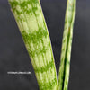 Sansevieria Crocodile Rock, organically grown sansevieria plants for sale at TOMs FLOWer CLUB.