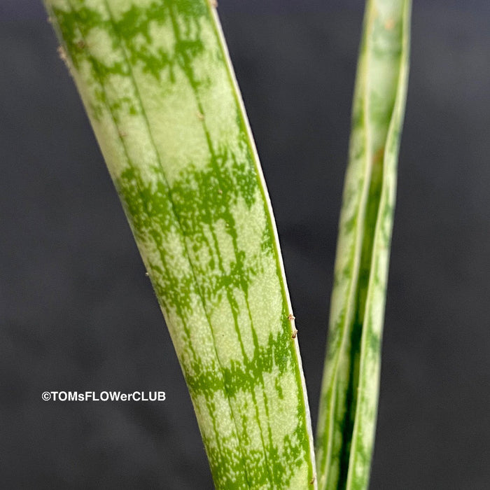 crocodile rock sansevieria Sansevieria Crocodile Rock | organically grown succulent plants