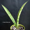 Sansevieria Crocodile Rock, organically grown sansevieria plants for sale at TOMs FLOWer CLUB.