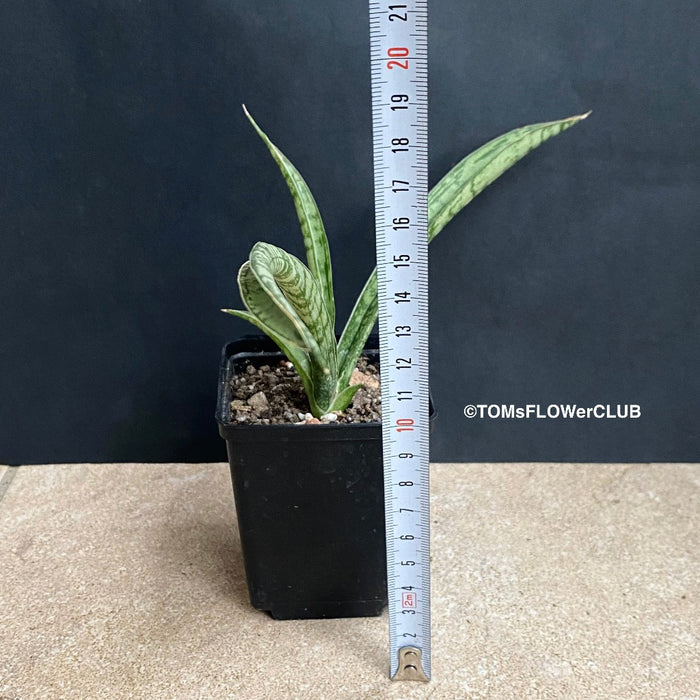 sansevieria cordova x downsii Sansevieria Crocodile Rock | organically grown succulent plants