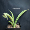 Sansevieria Crocodile Rock, organically grown sansevieria plants for sale at TOMs FLOWer CLUB.