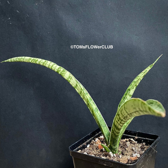 Sansevieria Crocodile Rock, organically grown sansevieria plants for sale at TOMs FLOWer CLUB.