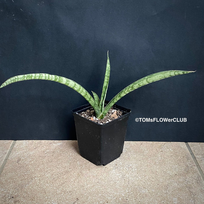 Sansevieria Crocodile Rock, organically grown sansevieria plants for sale at TOMs FLOWer CLUB.