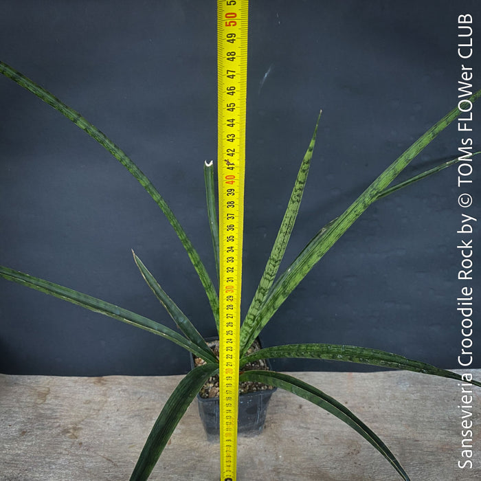 Sansevieria Crocodile Rock