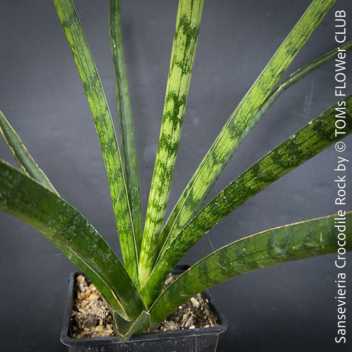Sansevieria Crocodile Rock