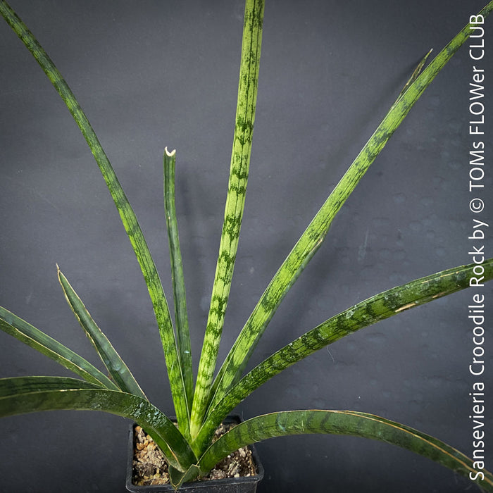 Sansevieria Crocodile Rock