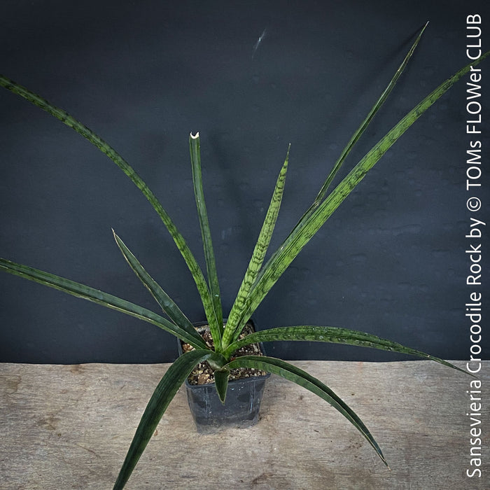 sansevieria crocodile Sansevieria Crocodile Rock | organically grown succulent plants