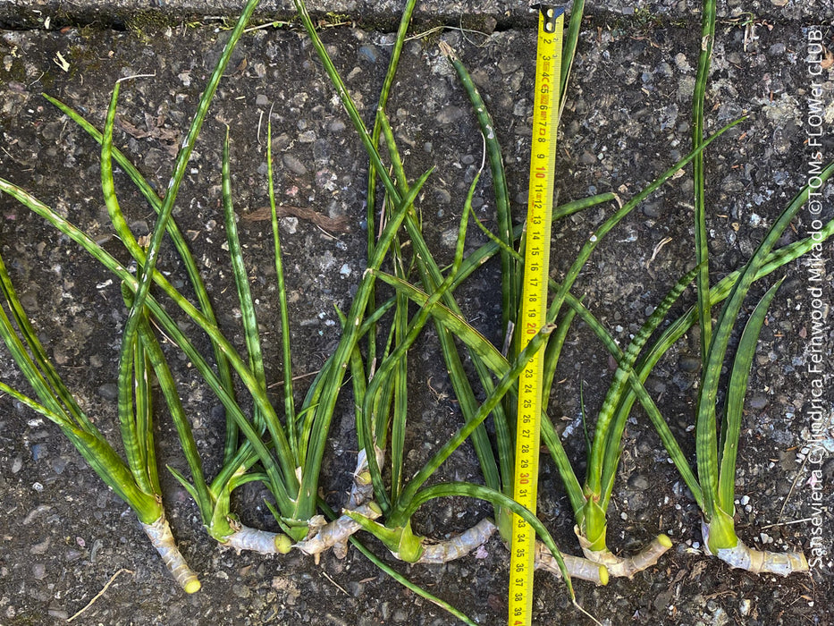 Sansevieria Cylindrica Fernwood Mikado, organically grown succulent plants for sale at TOMs FLOWer CLUB.