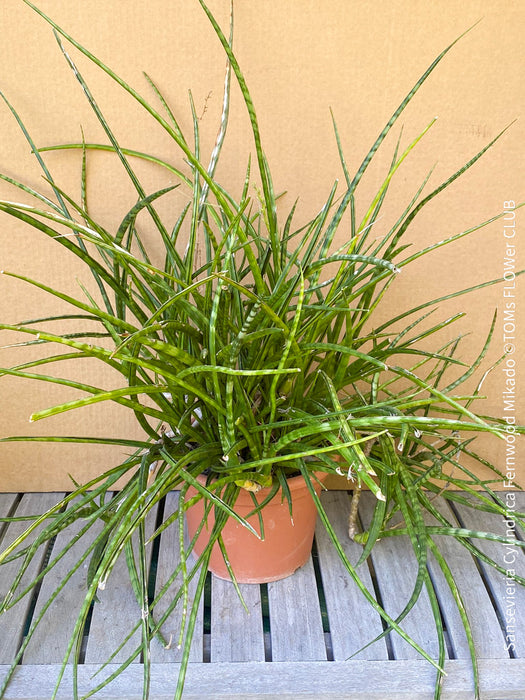 Sansevieria Cylindrica Fernwood Mikado, organically grown succulent plants for sale at TOMs FLOWer CLUB.