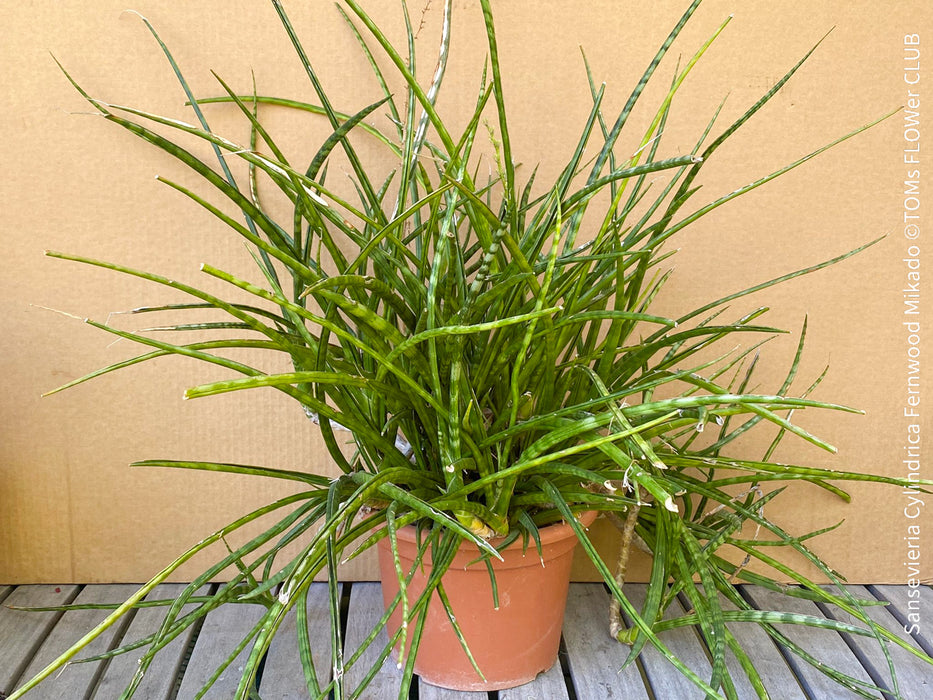 Sansevieria Cylindrica Fernwood Mikado, organically grown succulent plants for sale at TOMs FLOWer CLUB.