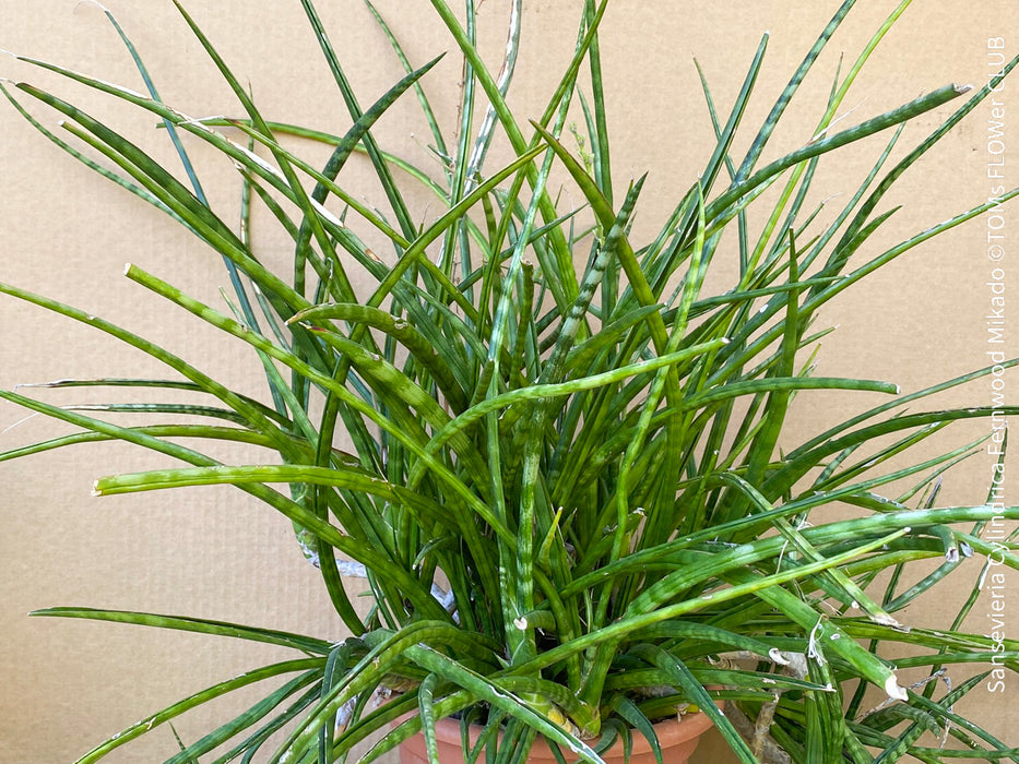 Sansevieria Cylindrica Fernwood Mikado, organically grown succulent plants for sale at TOMs FLOWer CLUB.