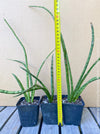 Sansevieria Cylindrica Fernwood Mikado, organically grown succulent plants for sale at TOMs FLOWer CLUB.