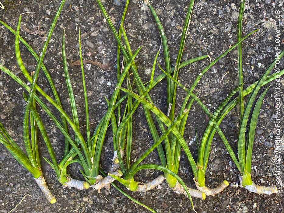 Sansevieria Cylindrica Fernwood Mikado, organically grown succulent plants for sale at TOMs FLOWer CLUB.