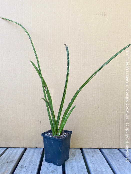 Sansevieria Cylindrica Fernwood Mikado, organically grown succulent plants for sale at TOMs FLOWer CLUB.