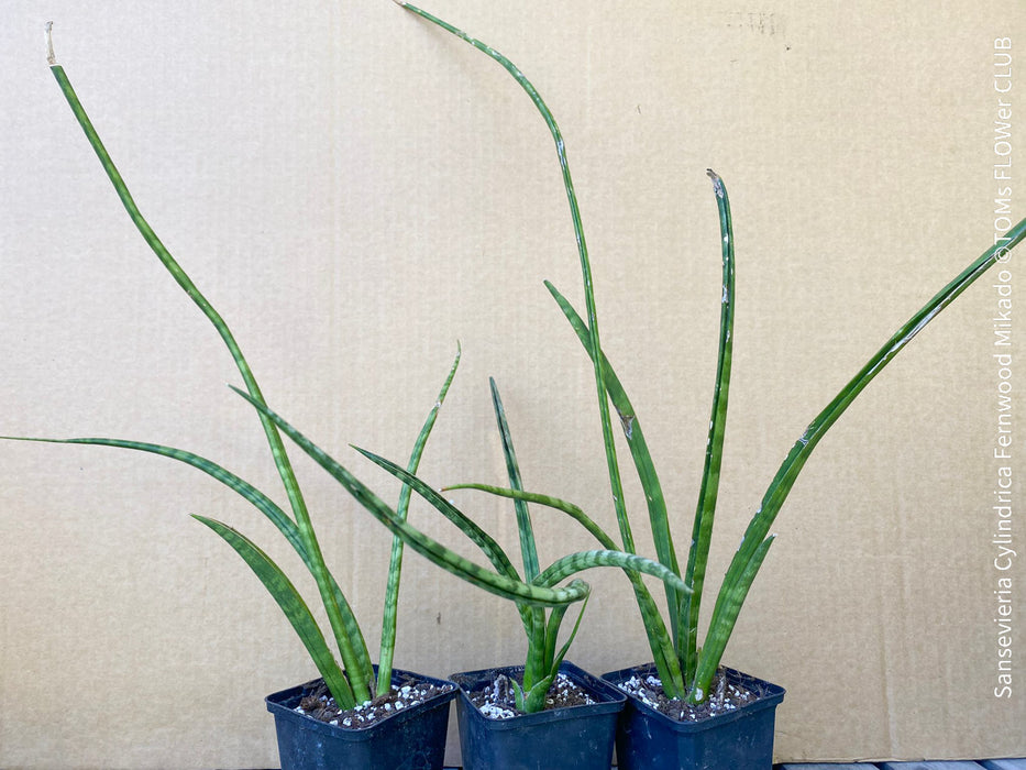 Sansevieria Cylindrica Fernwood Mikado, organically grown succulent plants for sale at TOMs FLOWer CLUB.