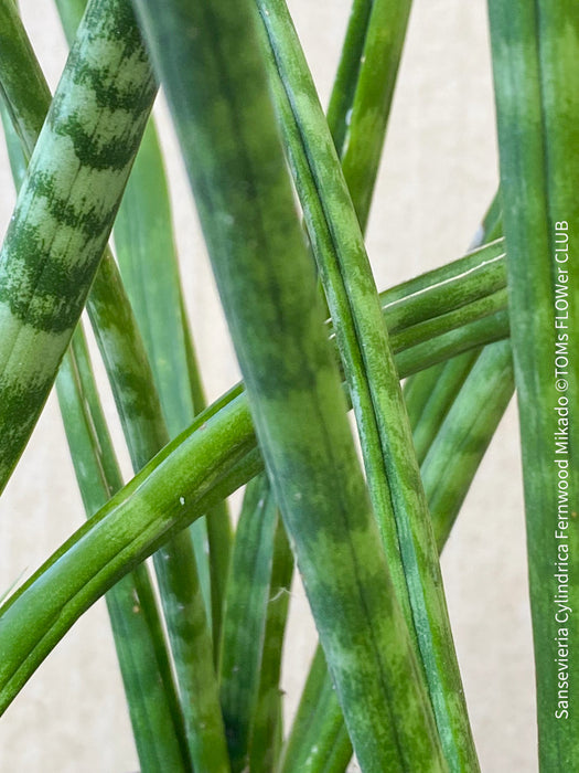 Sansevieria Cylindrica Fernwood Mikado, organically grown succulent plants for sale at TOMs FLOWer CLUB.